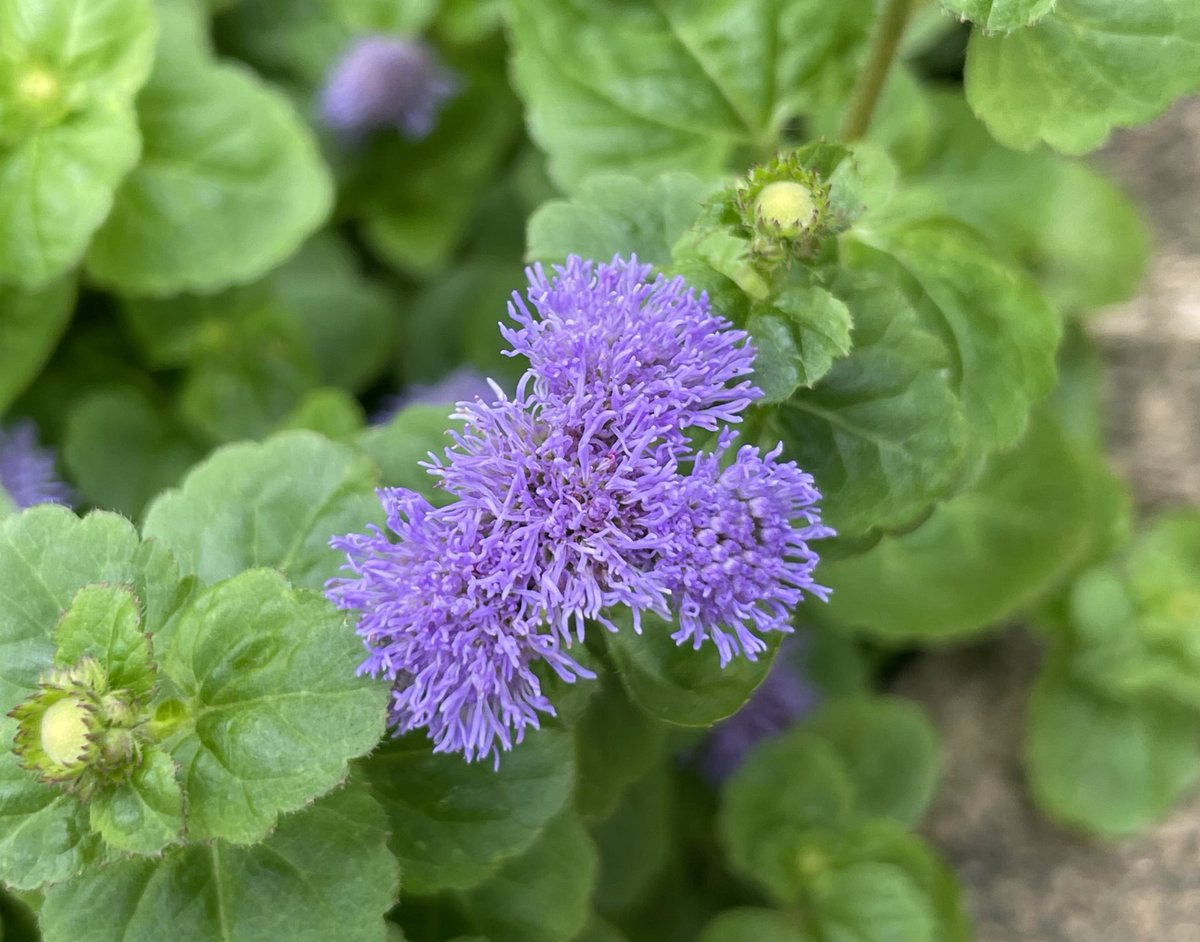 style_edo's tweet photo. おはようございます😌
ageratum_5
オオカッコウアザ、ミムラサキカッコウアザミ、アゲラタム
#Flowers #花 https://t.co/o8j8JjNdsC