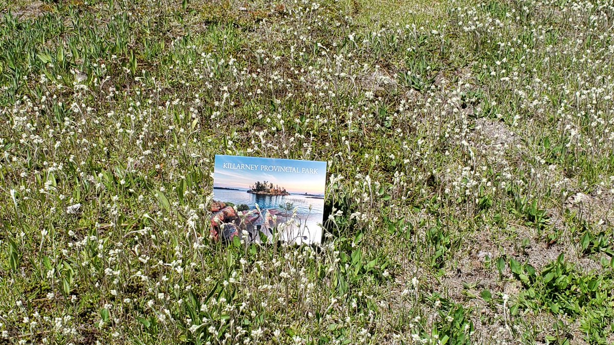 FofKillarneyP's tweet photo. The 2022 Friends of Killarney Park Calendar is more than half way sold out. Get yours while you still can at the George Lake Outpost or online through https://t.co/zD6eWLQBla.
°
°
°
°
°
°
#friendsofkillarneypark #calendar #almostsoldout #outpoststore #killarneyprovincialpark https://t.co/HQdITwerFW