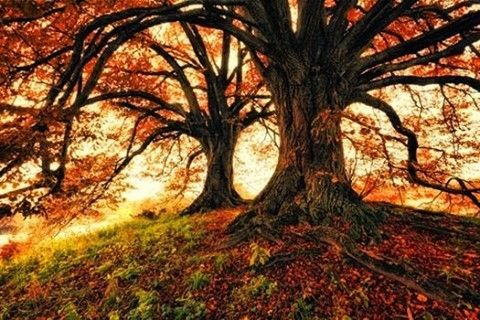 DTNEtiquette's tweet photo. Another season filled with gorgeous colors has arrived and I intend to make the most of it...~ #DTN #time4fall #leavesarechanging https://t.co/z8UUyXniyb