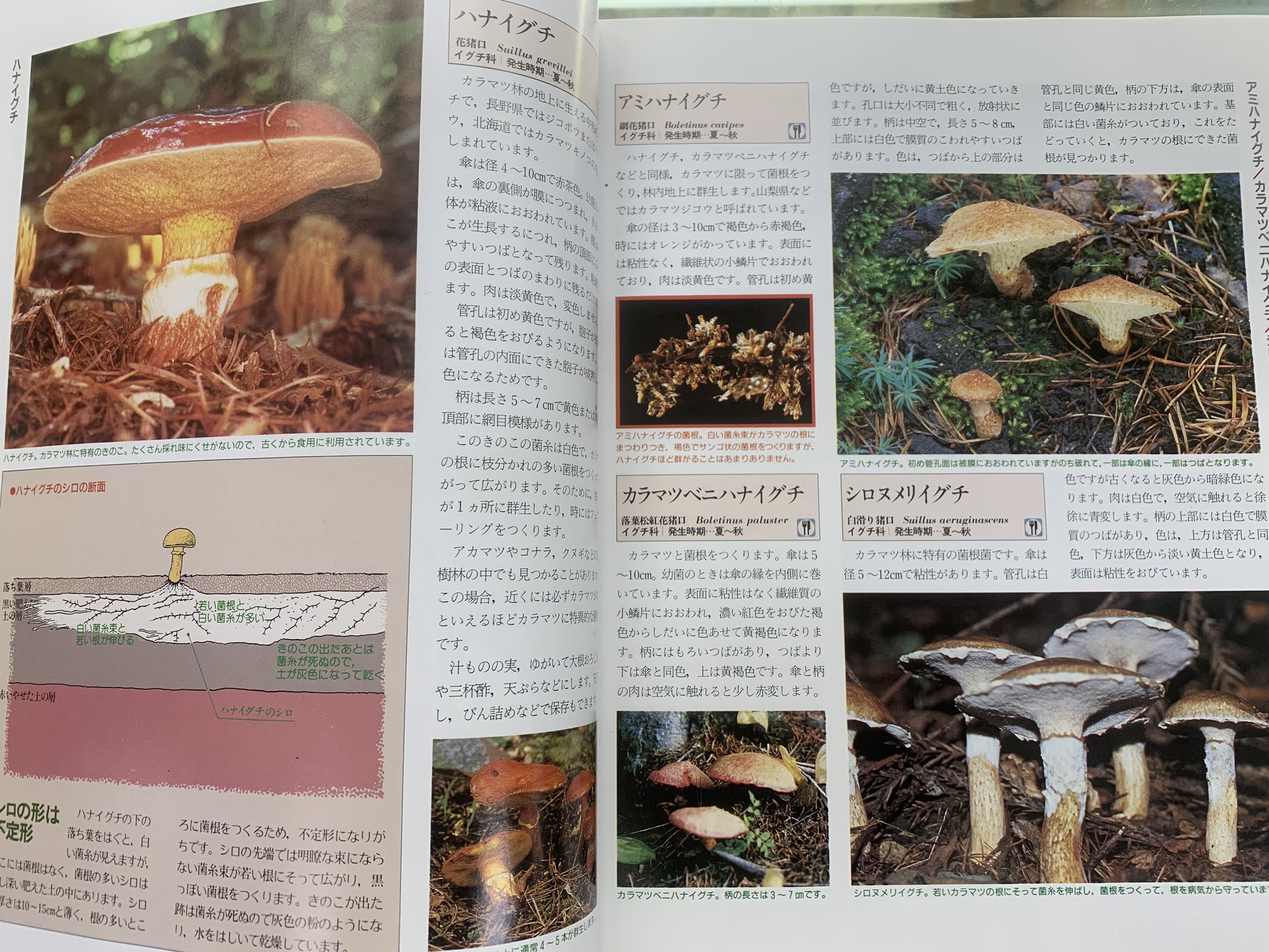 山草 Twitter Search Twitter