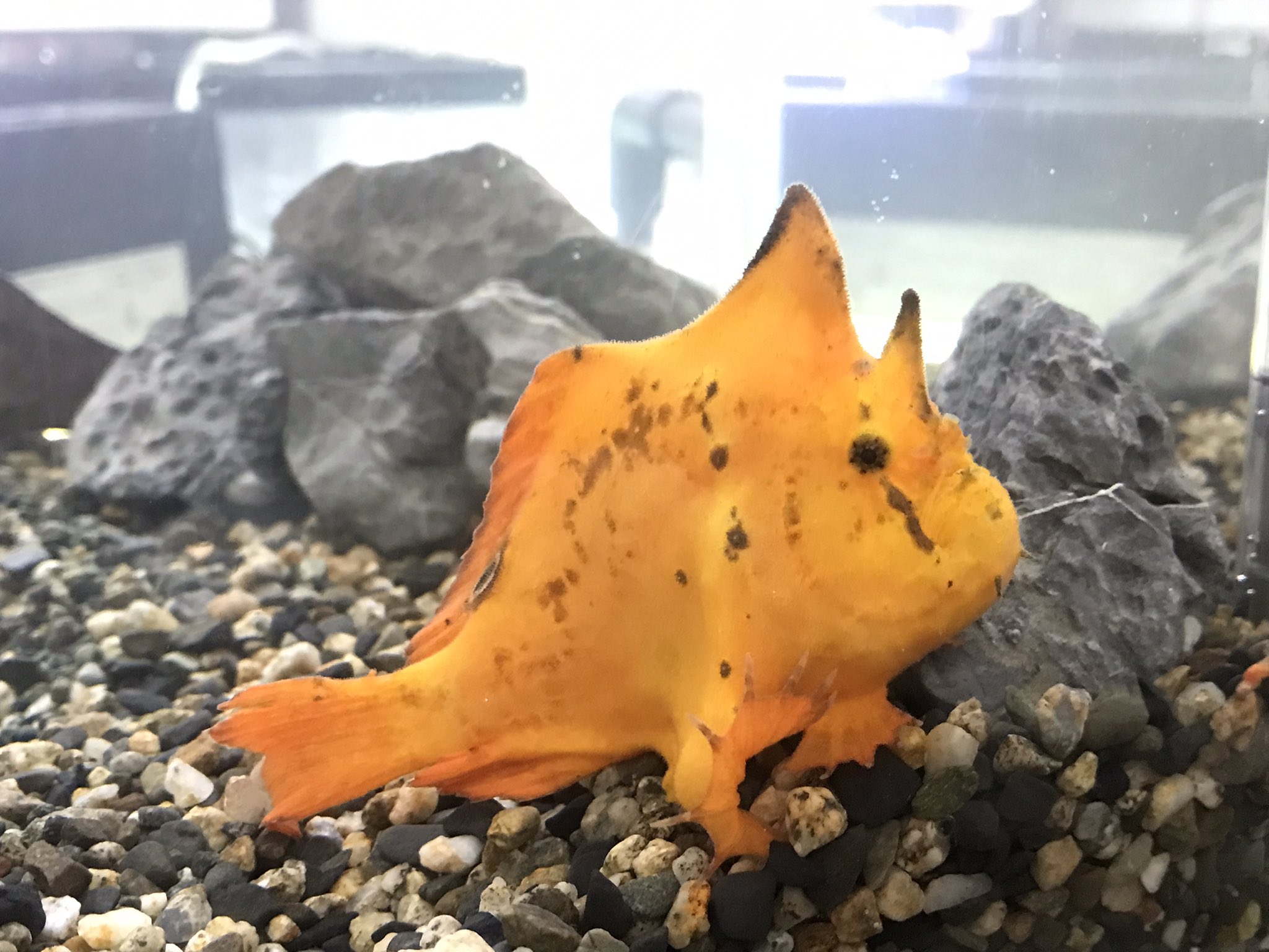 小さな熱帯魚の店 レインボー 小虹 の人たち 淡水カエルアンコウ 約７ ８cmの可愛いサイズ 動きに癒されます ブラキッシュウォーターフロッグフィッシュ 大阪熱帯魚 熱帯魚レインボー 淡水カエルアンコウ販売 熱帯魚通販 T Co 6edcy3heb4