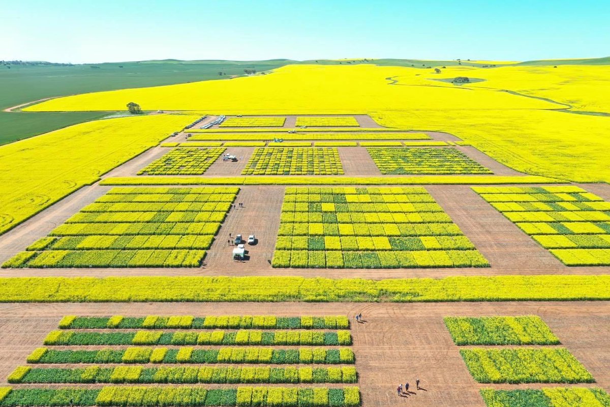 Employment Opportunity🌾 
Crop Circle are looking for a motivated and energetic person to join our team.  The role includes crop protection agronomy, crop scouting and field Research ...further details 
research@cropcircleconsulting.com.au
Or Grant on 0427652521