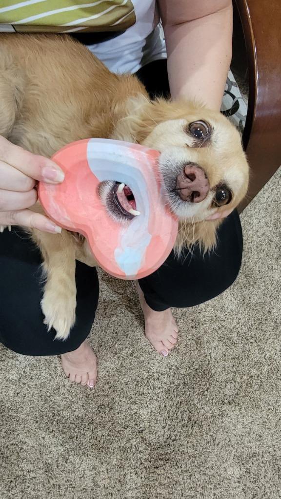 Jelyjames's tweet photo. @barkbox this is stuck on my dog’s bottom jaw! What is it made of? We need to cut it. HELP!!! https://t.co/qC5UZOIhH2