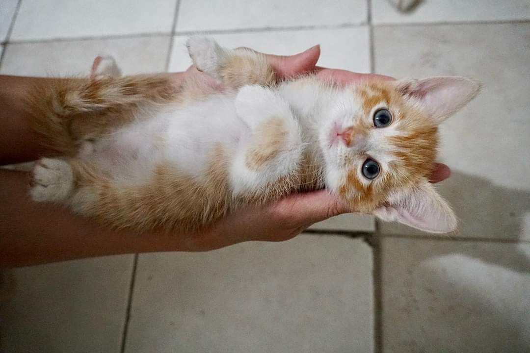 RQsBoss's tweet photo. OMG this baby π€©π€©π€© His name is Klaus. #cats #CatsOfTwitter #Caturday #CaturdayEve #MiniCatTown More pics in comments. https://t.co/dl99kpf0ij