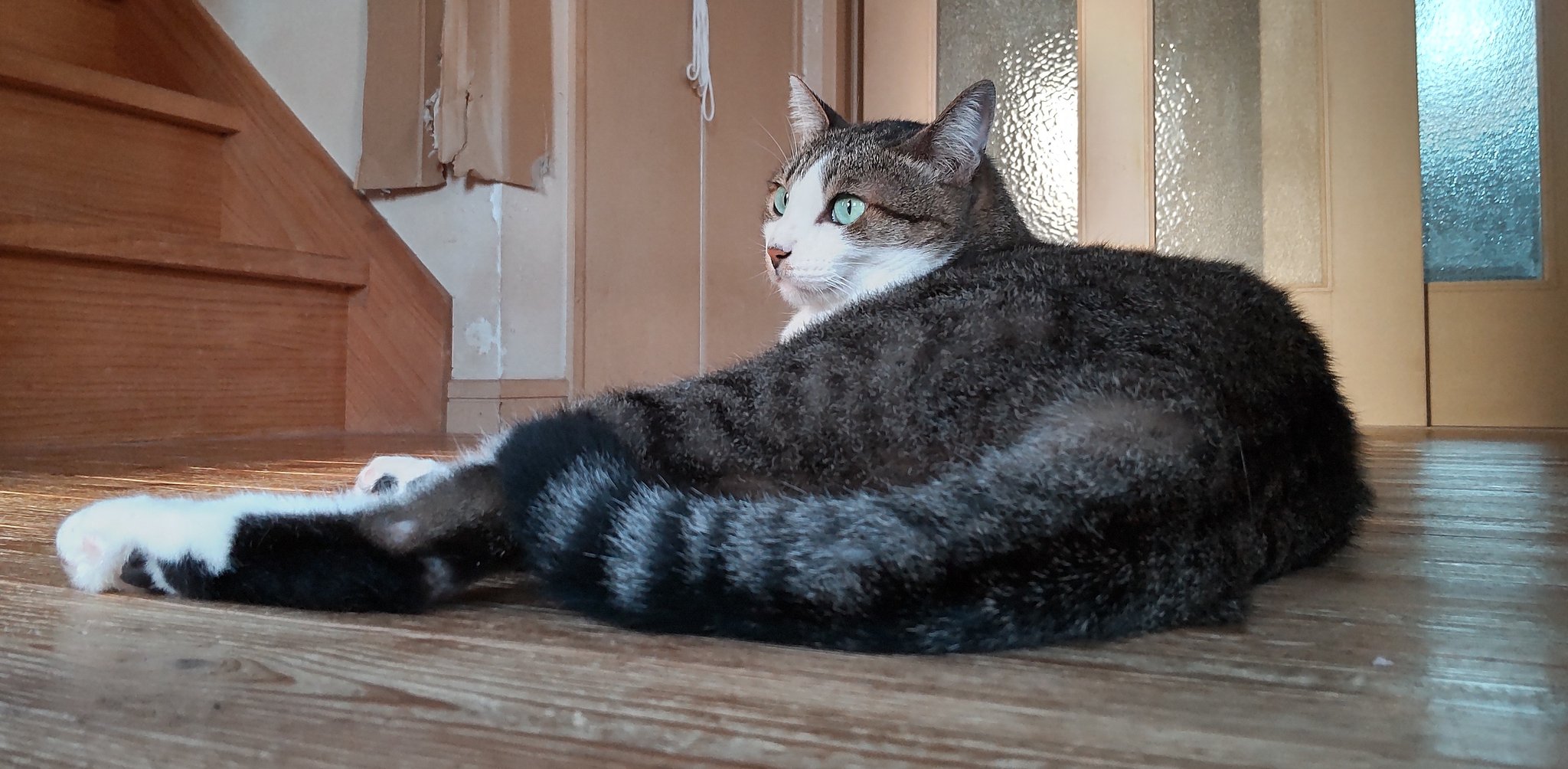 きじとら きじとらしろ - অনুসন্ধান / X