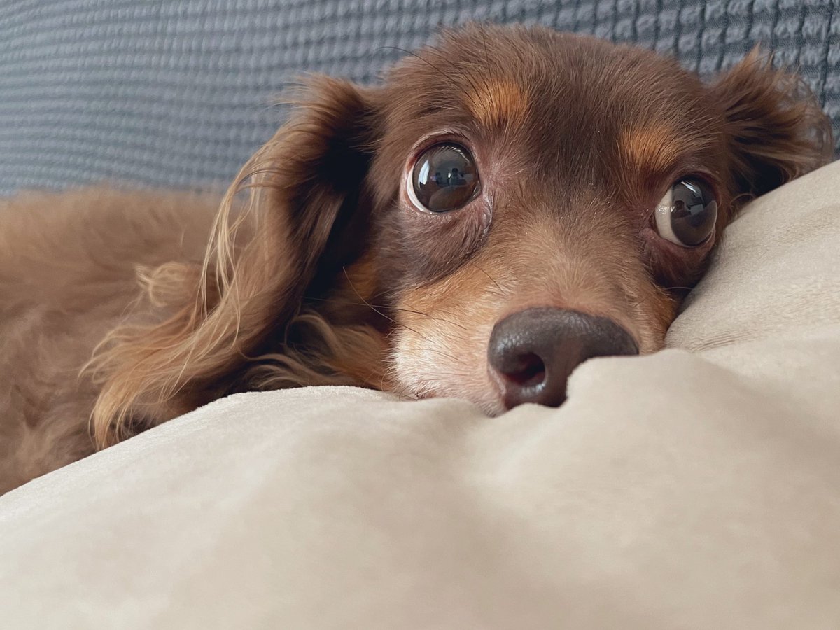 チワックスもことダックスこと 昨日は爪切り失敗して流血騒ぎになってしまって もこ兄さんママのせいでごめんね チワックス 保護犬 保護犬を家族に ミックス犬 犬好きさんと繋がりたい Youtubeしてます