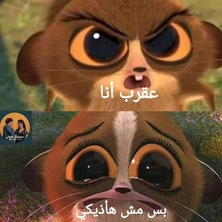 OmarSherif (@omarelsherif0) on Twitter photo 