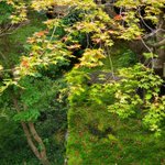 ツイートに含まれる画像