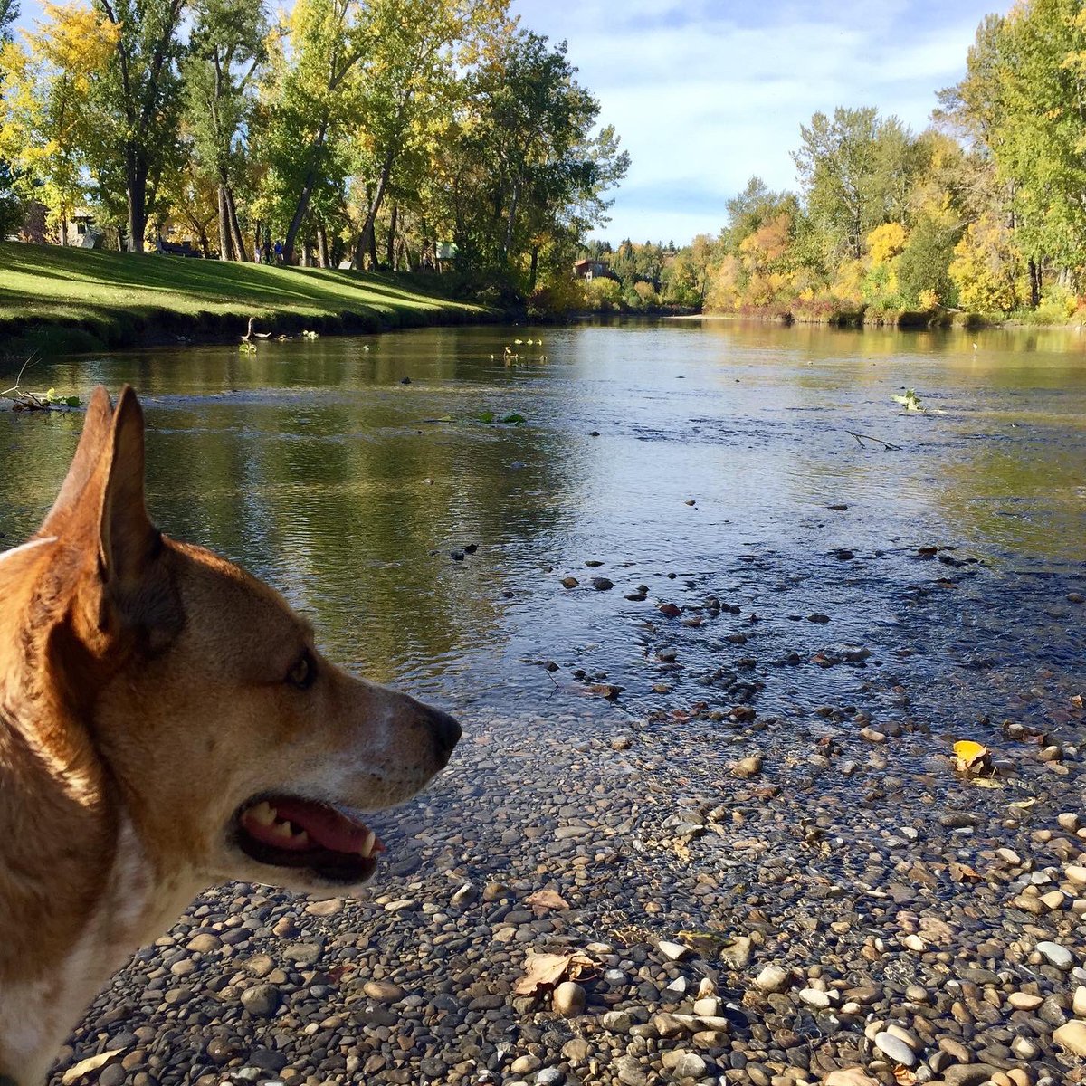 some1else2's tweet photo. Just some more pics of our rescue gal thriving. Forever grateful she found her way to us. It warms my heart to see how much healthier & more confident she has become. ❤️Miss Marley❤️ #AdoptDontShop #RescueDog #AARCS #AARCSalumni #FosterWin https://t.co/72r8wS09Gu