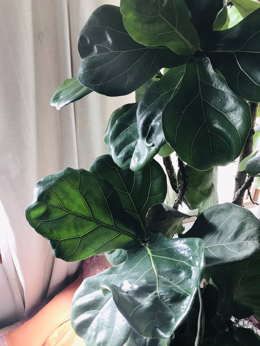 Azmi_Zahari_'s tweet photo. Dah ada baja ke nak berkebun ari ni uolz?nak dpt kualiti pokok&amp;daun mcm pokok2 Azmi ni?senang je,,sembur sekali seminggu dgn Baja Ezigrow !(tgn pon x payah kotor!)😍🎉👍
1 Lit-Rm46
https://t.co/t3EL80EGfR 

#baja #bajapokok #bajaviral #ezigrow #vitaminlengkapuntuksemuatanaman https://t.co/RmrK0imvT4