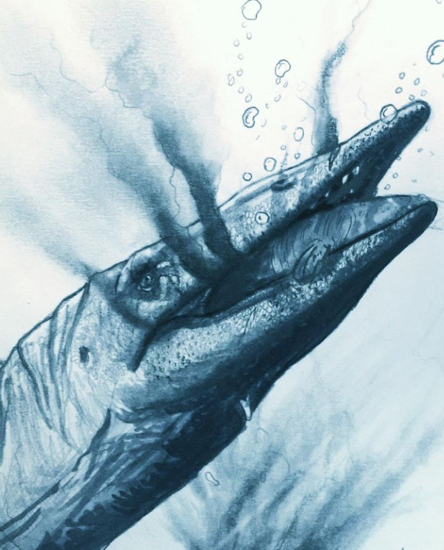 siatsophagus's tweet photo. Tylosaurus swallowing a baby prognathodon. I did this drawing back in March for #MosasaurWeek but I decided to share it, for @TyrantLzrdQueen and @Mosasaurologist, hopefully I can get some feedback on this because I feel like the anatomy is a bit off https://t.co/UILsGKmjcP