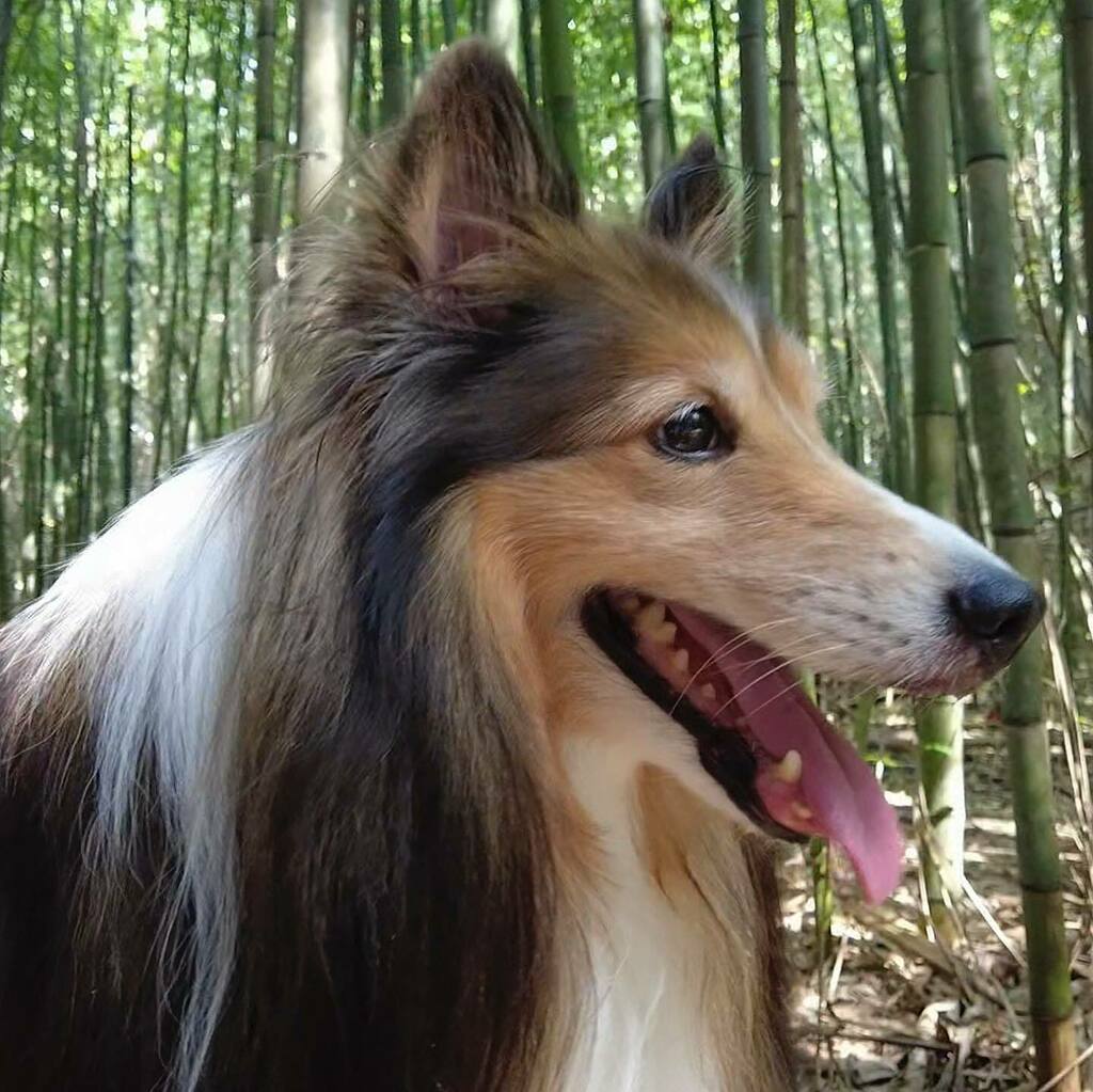 かわいい子犬屋さん Twitter Search Twitter かわいい子犬屋さん Twitter Search Twitter