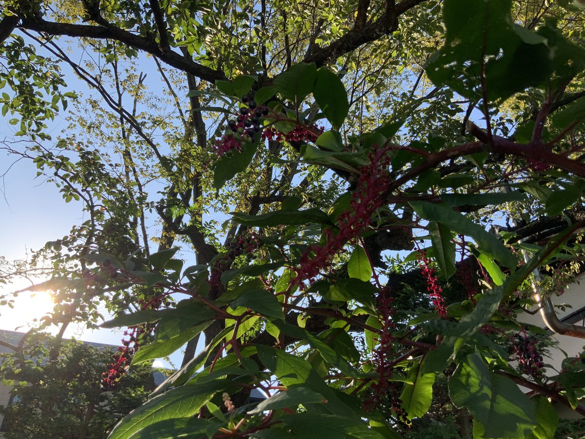 山牛蒡