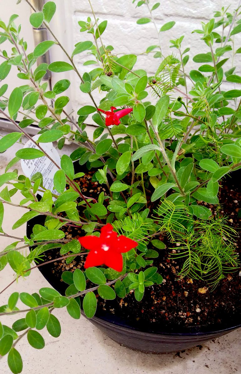 赤い花 糸みたいな葉っぱが付いてる方 の名前分かる方居ませんか Ap スト5木偶キャミィのイラスト