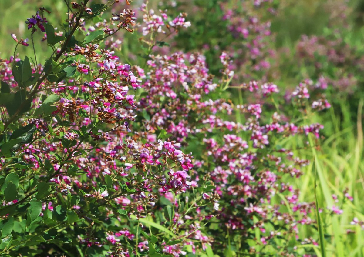 片柳弘史 秋吉台のハイキングコース沿いで 萩の花が見頃を迎えています 草冠に秋と書いて 萩 まさに日本の秋の代表的な花です