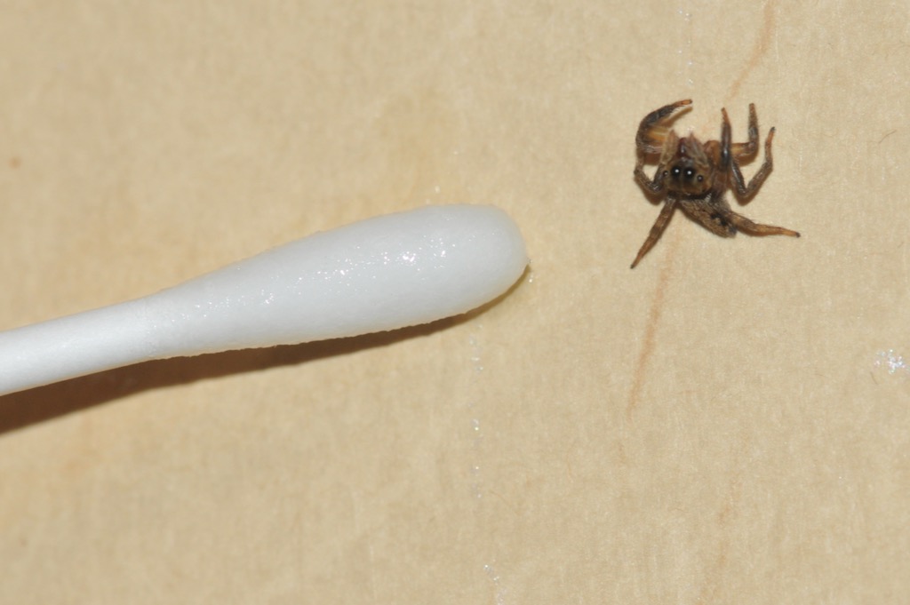 ひきがえる アパートの３階までハエトリグモさまが登ってみえられたので 急いで砂糖水を調合 水で溶かしただけだろ 綿棒に浸して そっと差し出す 警戒してチラチラとこっちを伺いつつも 無事にお飲みいただけました T Co Skqihhdnns