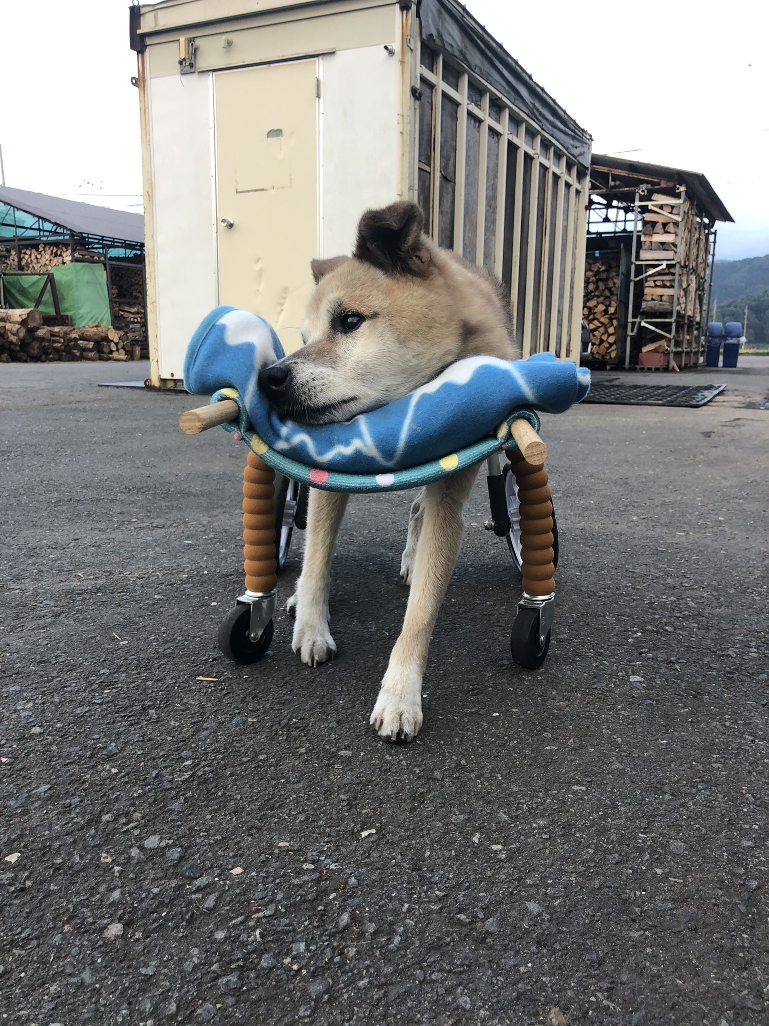 犬用歩行器 Twitter Search Twitter