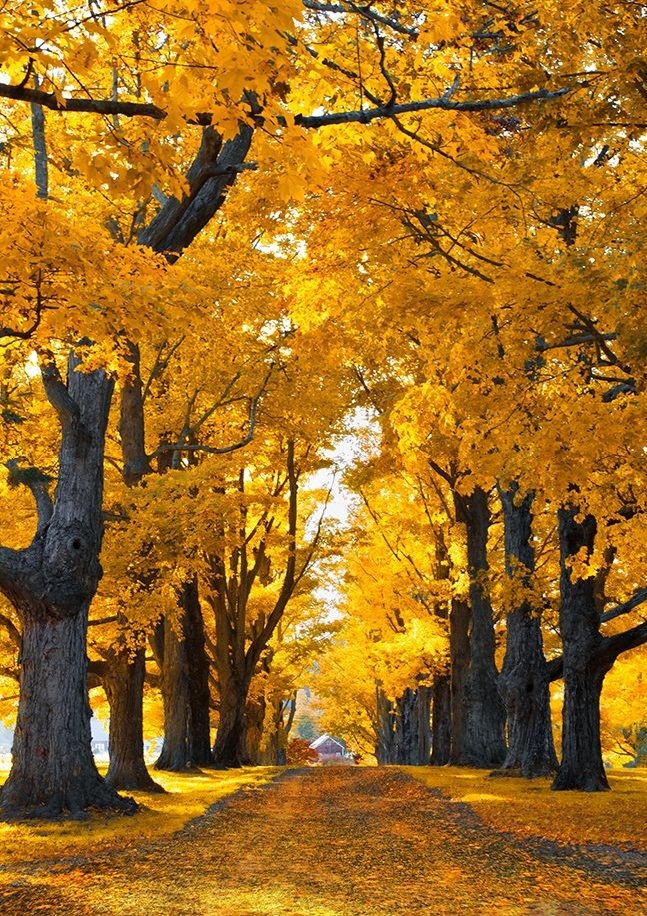 Good Morning Buddies 🟨🟨🟨🟨