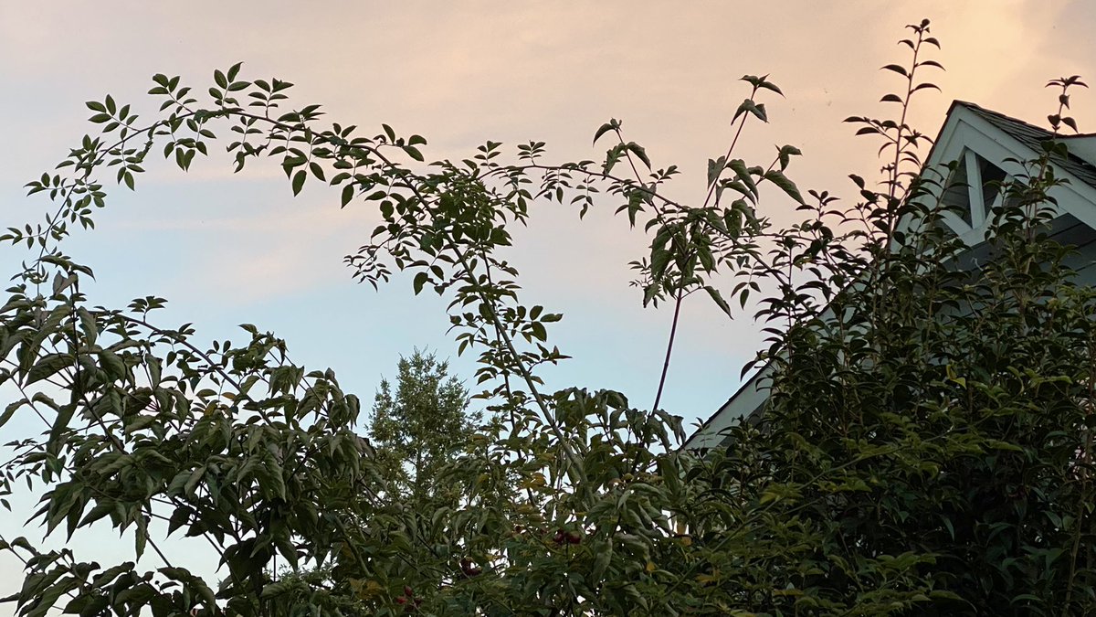 elvirayebes's tweet photo. And so ends the day, golden. #goldenhour #vancouver #mobilephotography https://t.co/C5h9XCx1SW