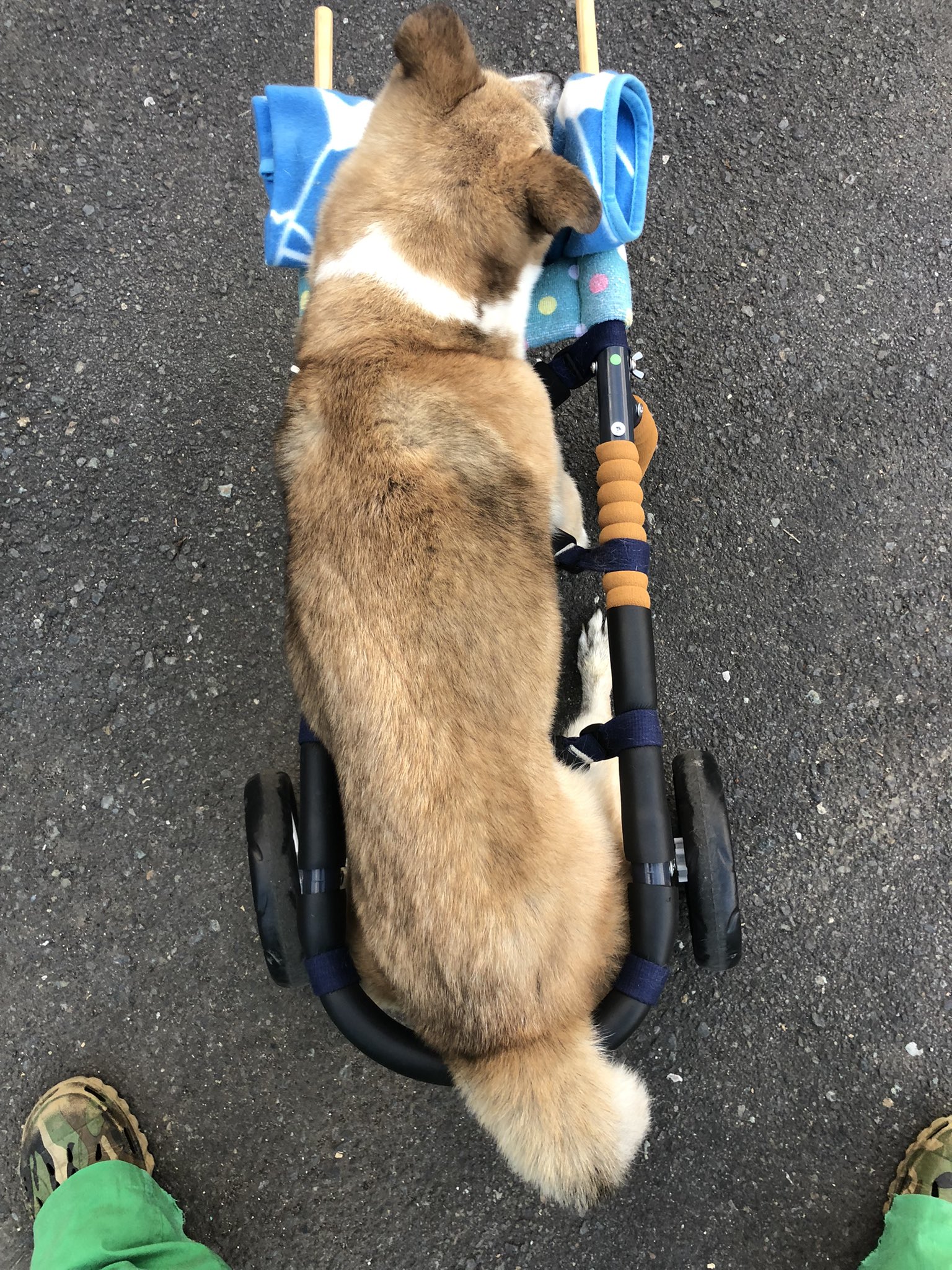 おじいちゃん犬 前輪は自在キャスターだよ 後輪は 鬼キャンっぽい 足はフレームより広がってる 歩かなくても縦になって過ごせるのが気に入った そのまま寝る事もok 肉球も角質とれて ぷにぷにだぜ 迷ってたら レッツチャレンジ 犬用