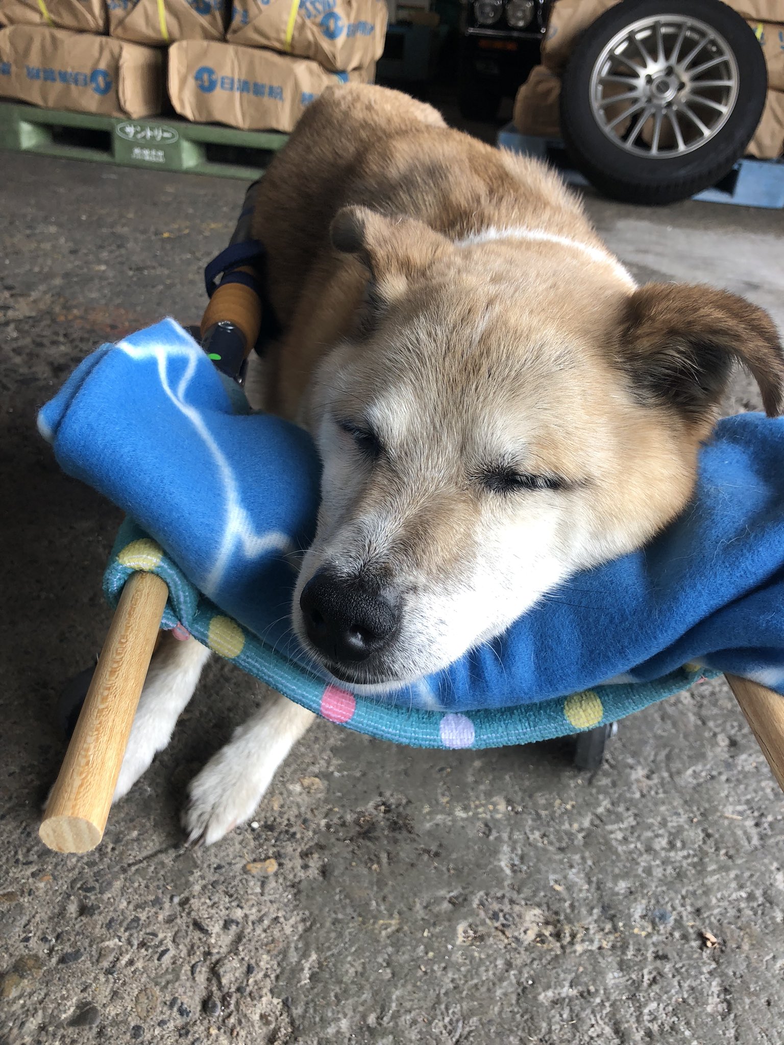 おじいちゃん犬 前輪は自在キャスターだよ 後輪は 鬼キャンっぽい 足はフレームより広がってる 歩かなくても縦になって過ごせるのが気に入った そのまま寝る事もok 肉球も角質とれて ぷにぷにだぜ 迷ってたら レッツチャレンジ 犬用