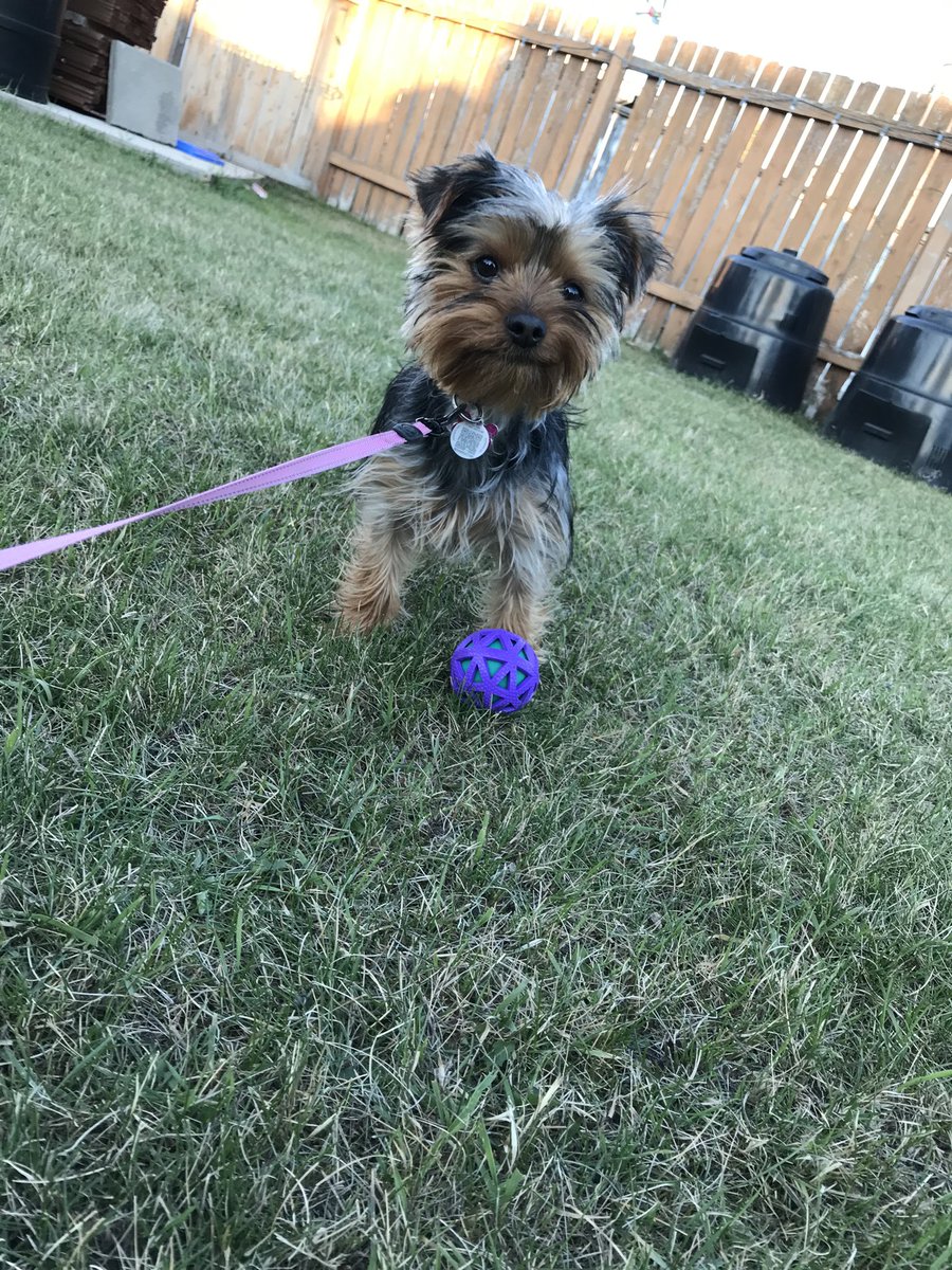 brinxox's tweet photo. Meet Ziggy Stardust! #GMMReadyPetGo #gmm https://t.co/N1gUCTgKrl