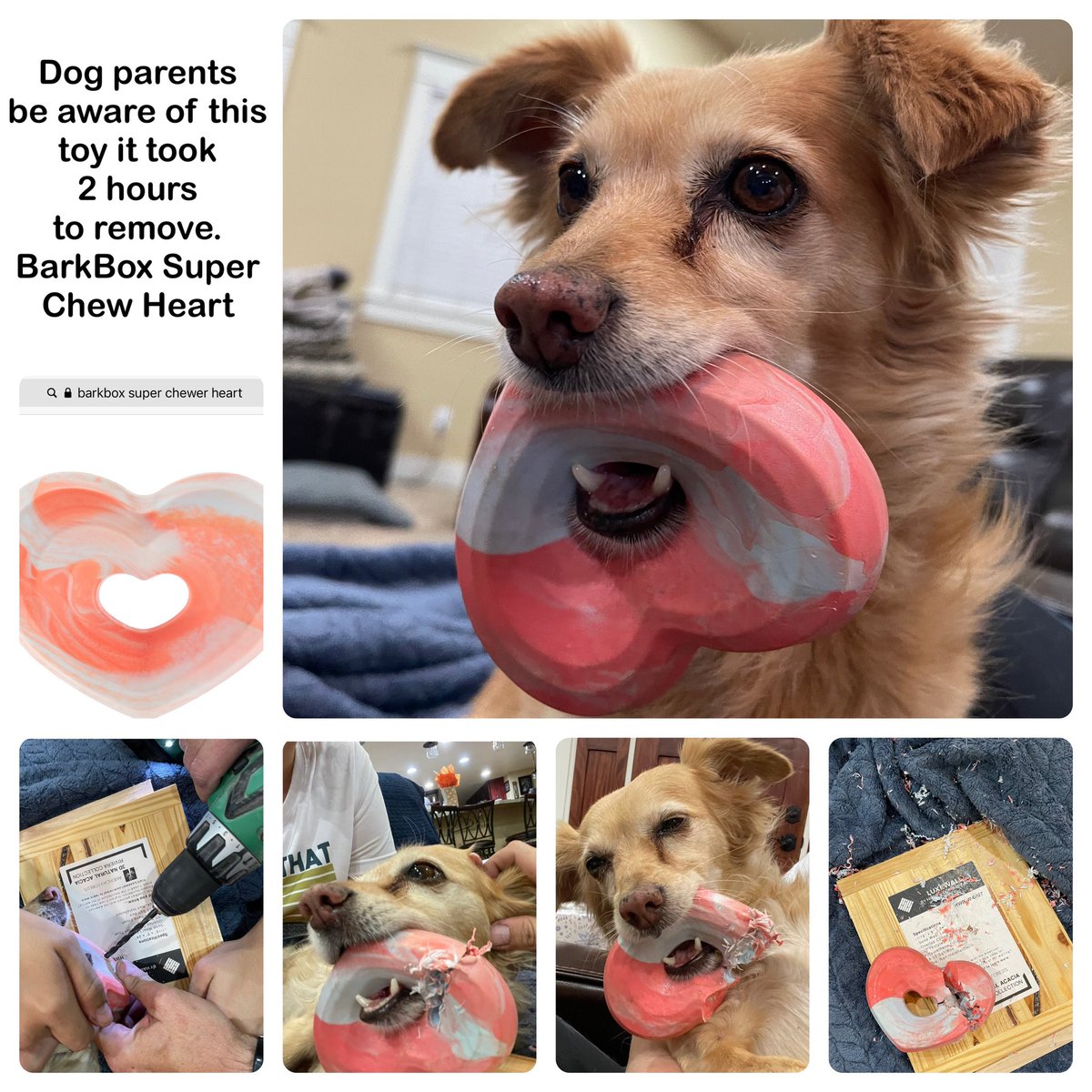 Jelyjames's tweet photo. #Dog #Parents be careful this toy got stuck on our Burton tonight @barkbox super chewer heart https://t.co/IRL8wvMLWu