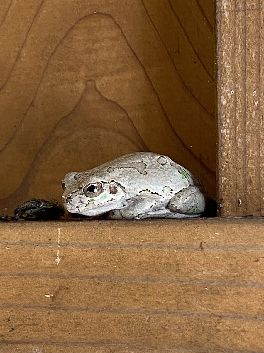 こんな色のカエルいるのか！！🐸