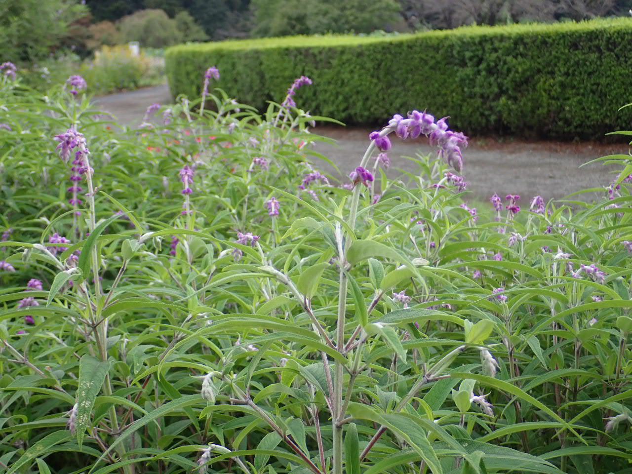神代植物公園 ニュース スタッフより 園芸係 宿根草園でサルビア レウカンサの花が咲き始めました サルビア レウカンサは シソ科サルビア属の植物で中央アメリカの原産 アメジストセージ メキシカンブッシュセージとも呼ばれます 花は紫色で