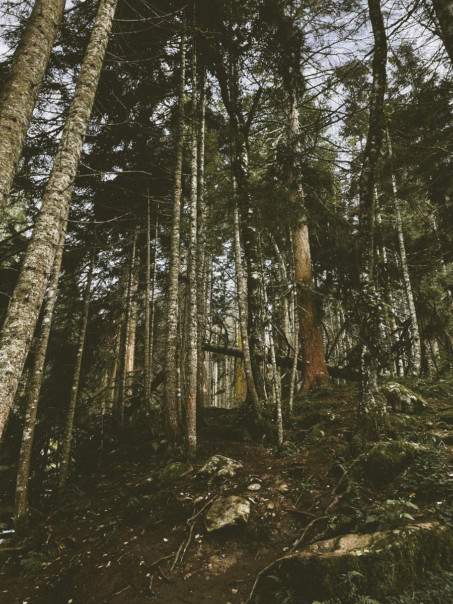 gobtiperty's tweet photo. 🌲 https://t.co/oAJNFIhJLT