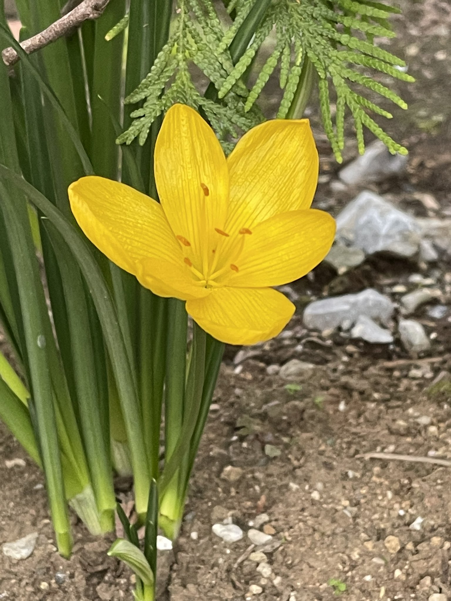 アリンコ クロッカスに似た黄色い花 キバナタマスダレ ステルンベルギア というそうです 花言葉は 待ちきれない 焦ったい 今朝の花散歩 T Co Sacaescn46 Twitter