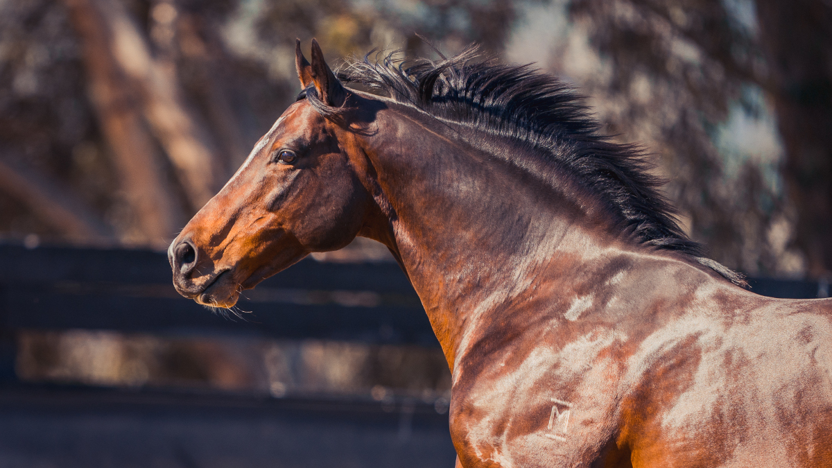 Arrowfield Stud (@arrowfieldstud) on Twitter photo Dundeel celebrates his second GW in 8 days, as <a href="/inglis_sales/">Inglis</a> Premier graduate Entente follows She's Ideel with an easy win in the <a href="/aus_turf_club/">Australian Turf Club</a> Colin Stephen Quality G3 for Dodmark Thoroughbreds, <a href="/GaiWaterhouse1/">Gai Waterhouse AO</a>, Adrian Bott & <a href="/clarkyhk/">Tim Clark</a> - congratulations all! #therealdeel Dundeel celebrates his second GW in 8 days, as <a href="/inglis_sales/">Inglis</a> Premier graduate Entente follows She's Ideel with an easy win in the <a href="/aus_turf_club/">Australian Turf Club</a> Colin Stephen Quality G3 for Dodmark Thoroughbreds, <a href="/GaiWaterhouse1/">Gai Waterhouse AO</a>, Adrian Bott & <a href="/clarkyhk/">Tim Clark</a> - congratulations all! #therealdeel