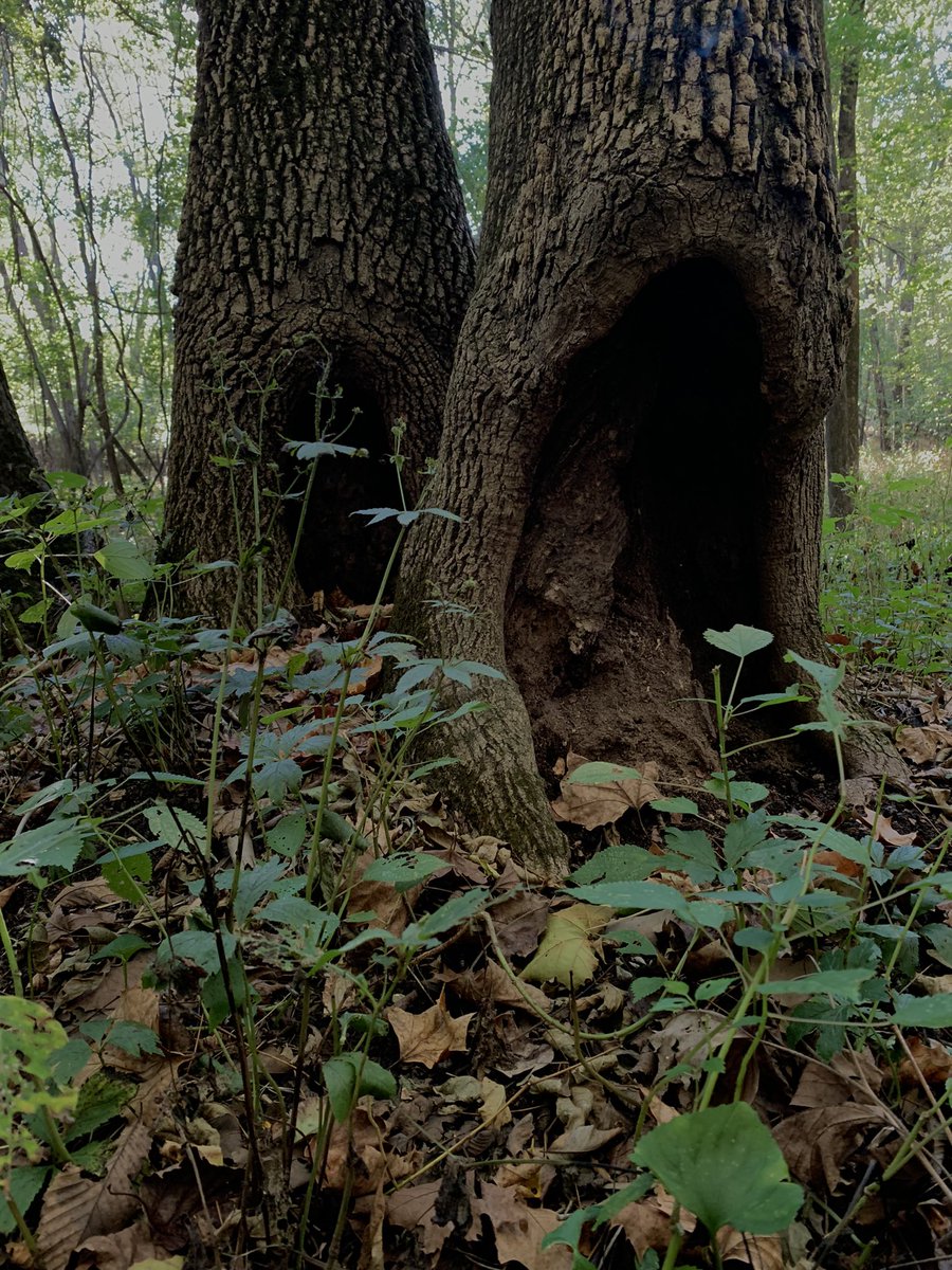 Trinity13869507's tweet photo. reconnecting 🍄 https://t.co/ZDqywvIVtL