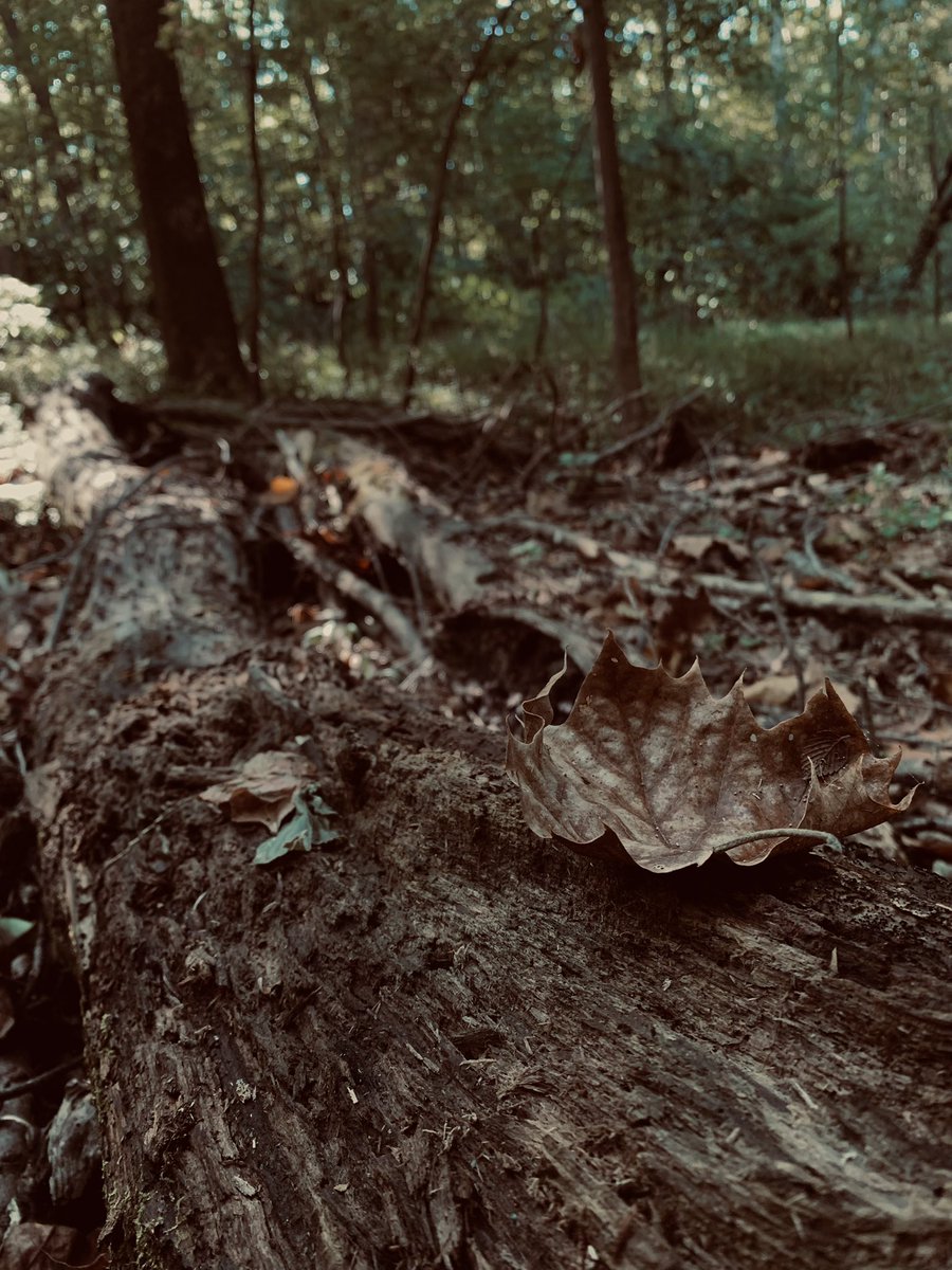 Trinity13869507's tweet photo. reconnecting 🍄 https://t.co/ZDqywvIVtL