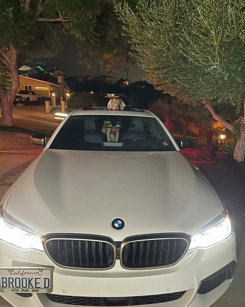 brookerealtorla's tweet photo. •
🦌 
So, this happened tonight. When she’s ready, she’s ready.

#weimaraner #weim #weimsofinstagram #dog #sunroof #hercar https://t.co/nVTuxctOJq https://t.co/ZdFdtOR666