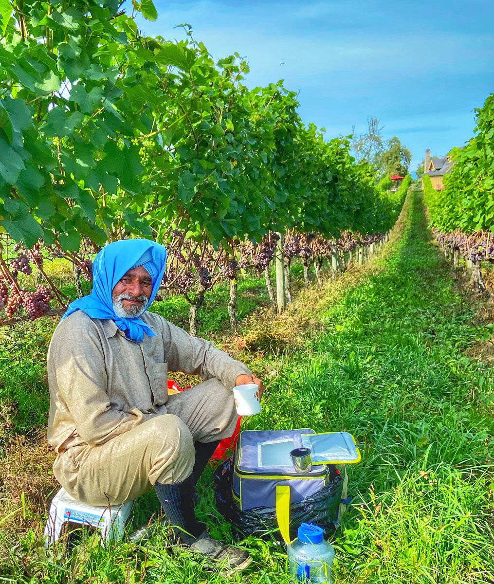 It’s harvest time in B.C.’s fast-rising wine region of #Abbotsford. Both <a href="/seasidepearl/">꤫̊ ✼ ۪﹡</a> &amp; <a href="/SingletreeWine/">Singletree Winery</a> have won national acclaim. And they’re just a 1-hour drive from #Vancouver. #exploreabbotsford