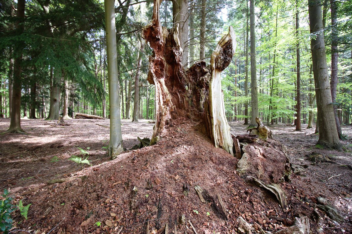 JeremyDBarrell's tweet photo. Big old trees keep giving to local ecology for decades  after death.  This is an ancient oak in Windsor Great Park, contributing to the very end! https://t.co/xx0wLHAMbZ