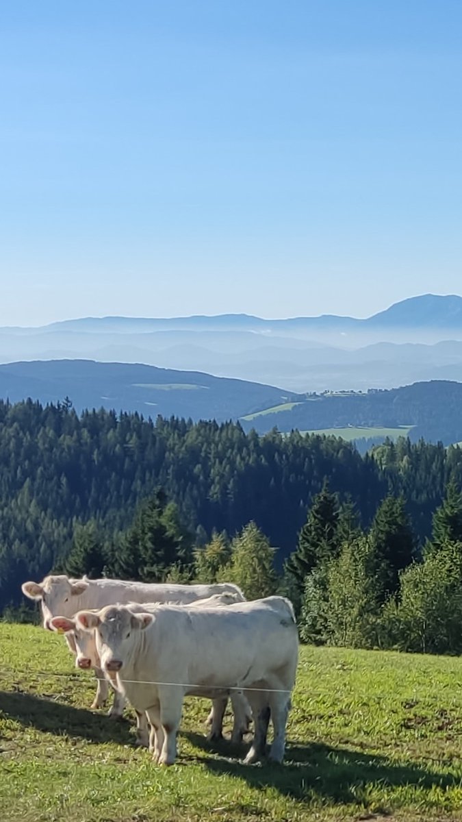 styrian_anna's tweet photo. Dieses schöne Landschaftsbild wird Ihnen präsentiert von Österreichs Bäuerinnen und Bauern und ihren vierbeinigen, wiederkauenden Mitarbeitern.
Diese Herde steht übrigens in Kärnten, DAS Mutterkuhland Österreichs, im Hintergrund die Karawanken.
#fleischrinder #mutterkuh https://t.co/8VQSexgJGK