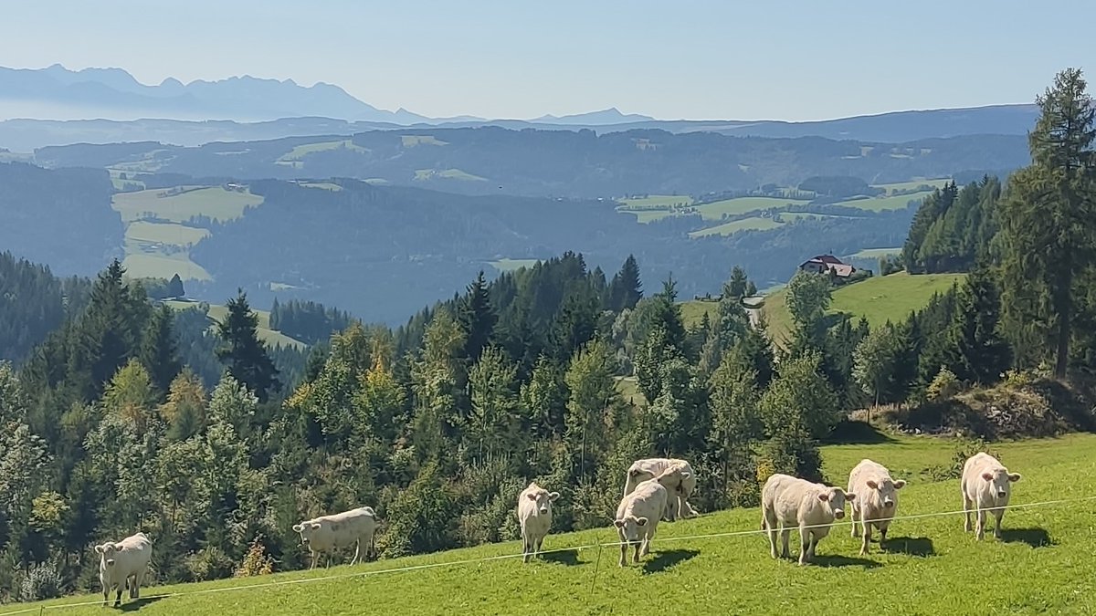 styrian_anna's tweet photo. Dieses schöne Landschaftsbild wird Ihnen präsentiert von Österreichs Bäuerinnen und Bauern und ihren vierbeinigen, wiederkauenden Mitarbeitern.
Diese Herde steht übrigens in Kärnten, DAS Mutterkuhland Österreichs, im Hintergrund die Karawanken.
#fleischrinder #mutterkuh https://t.co/8VQSexgJGK