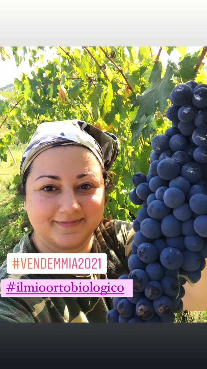 SoniaBalacchi's tweet photo. Oggi si #vendemmia 🍇😍👩🌾 #ilmioortobiologico #biologicoitaliano #vinobiologico #vitadicampagna #campagnaamica #natural #winelover #winepassion #vendemmia2021 #produzionepropria #produzionevino #coriano #rimini #romagnamia #madeinitaly #italianwine #soniabalacchi #sharehappiness https://t.co/yNlRAAKz9y