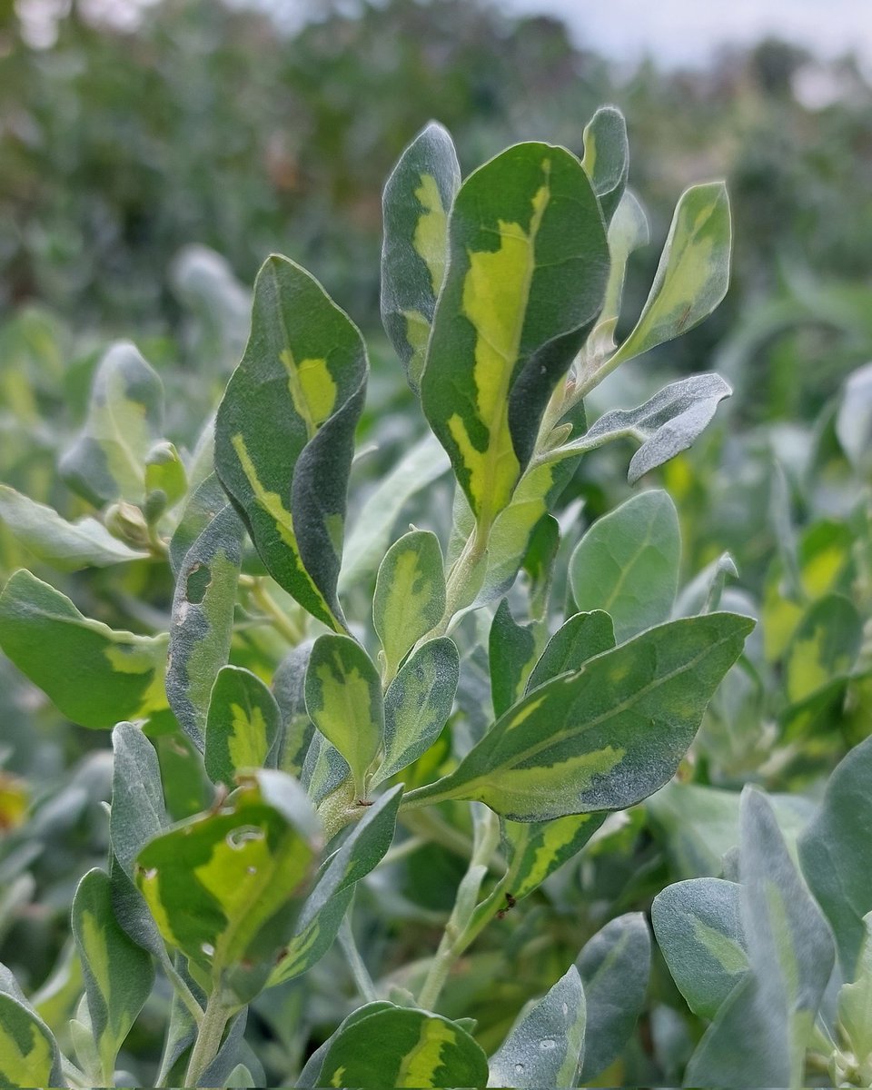 PlantPref's tweet photo. Atriplex halimus 'Limelight' might be subtle but it does glow. An evergreen shrub for all drained soil in full sun. Salt tolerant.
#atriplex #atriplexhalimus #atriplexhalimuslimelight #variegatedplants #variegated #peatfree #mailorderplants #plantsforsale https://t.co/yjITAVyWxq