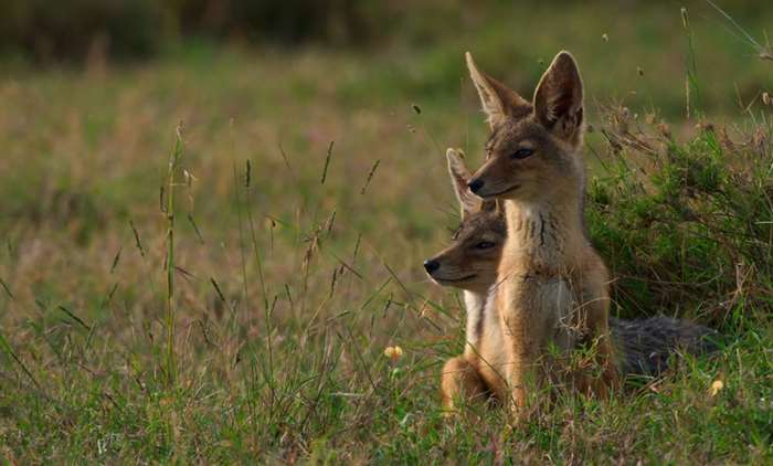 African Pride tweet media