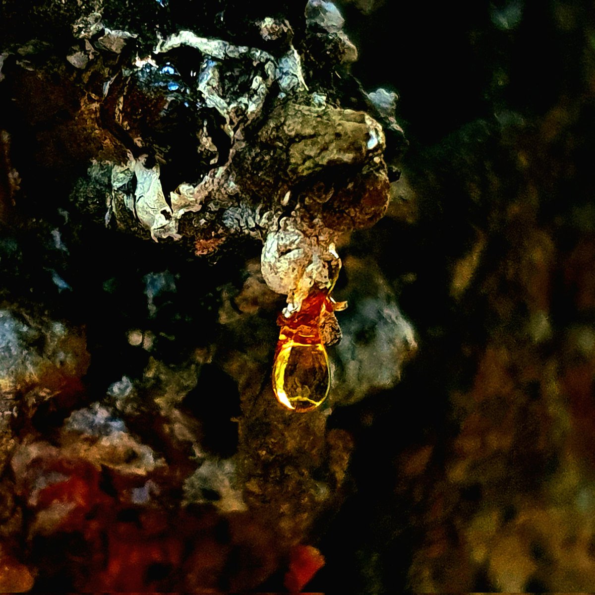 Una goccia di resina vuol diventare d'ambra una lucina che illumina ogni oscurità nell'ombra @CasaLettori #scritturebrevi #istantaneeDa Bollate, Milano #inLombardia #ThePhotoHour #MacroHour