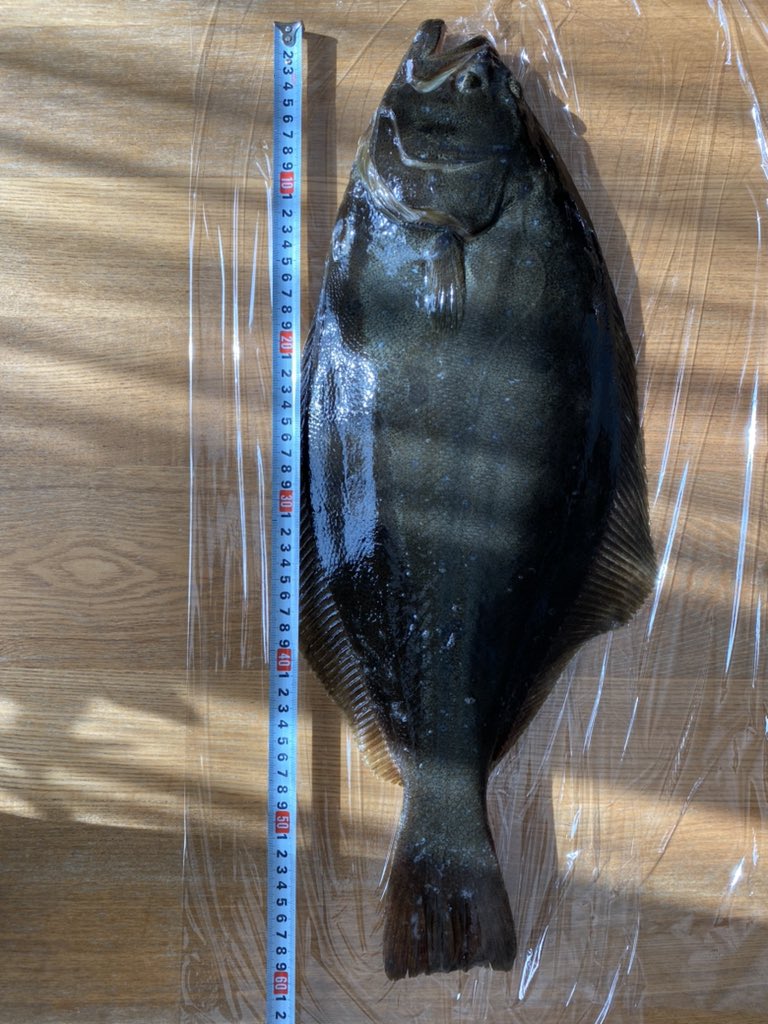 Yasu キャンプ 家庭菜園 釣り 自宅に戻って測ってみたら 60センチでした 自己最高記録 ヒラメ の船釣りは 竿先が海に刺さるような強い引きが醍醐味なんですよね 今晩もヒラメの刺身と です ヒラメ釣り 船釣り オフショア 石狩湾 T Yasu キャンプ 家庭菜園 釣り 自宅に戻って測ってみたら 60センチでした 自己最高記録 ヒラメ の船釣りは 竿先が海に刺さるような強い引きが醍醐味なんですよね 今晩もヒラメの刺身と です ヒラメ釣り 船釣り オフショア 石狩湾 T