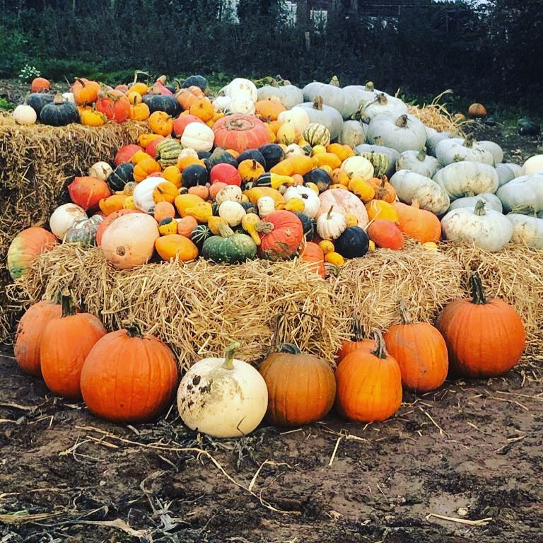 AlbyPumpkins's tweet photo. In 2 weeks time we will be kicking off this year’s pumpkin pyo. We are so pleased to be welcoming some great local food/drink vendors onto our pumpkin patch. 
Please remember due to the unreliability of WiFi we are a CASH ONLY site. FREE ENTRY Open Sat &amp; Sun 8.30am-4pm. https://t.co/qOkB2MJRGV