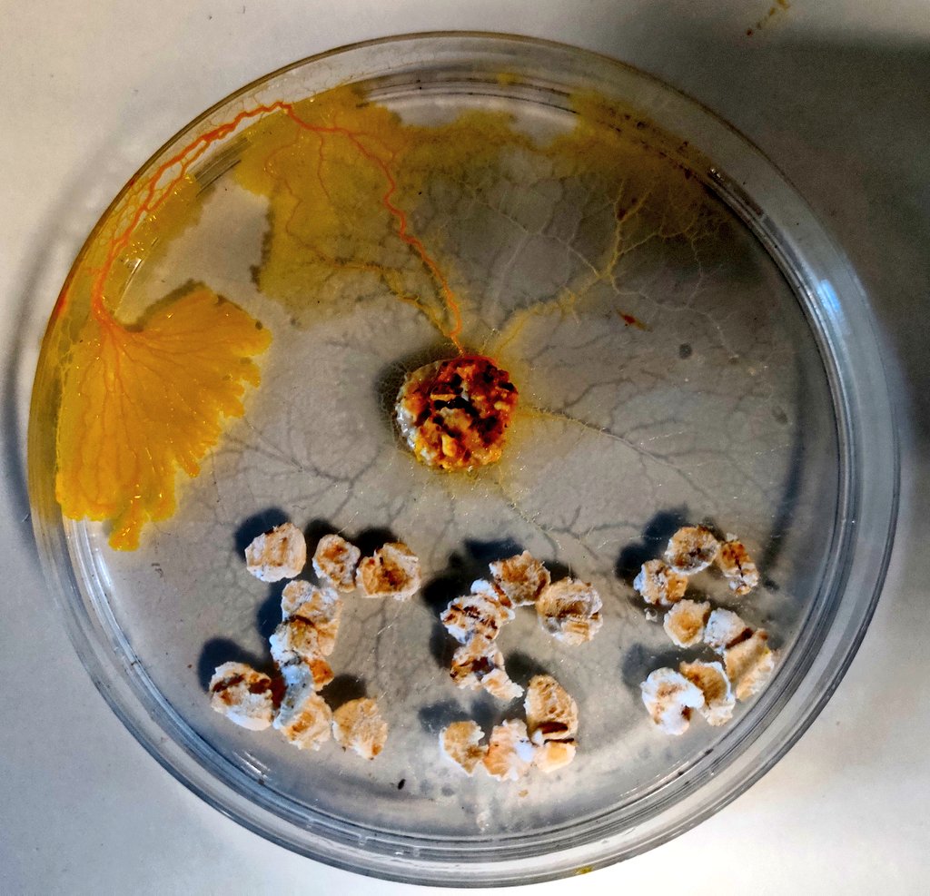 benjamin didier tweet media