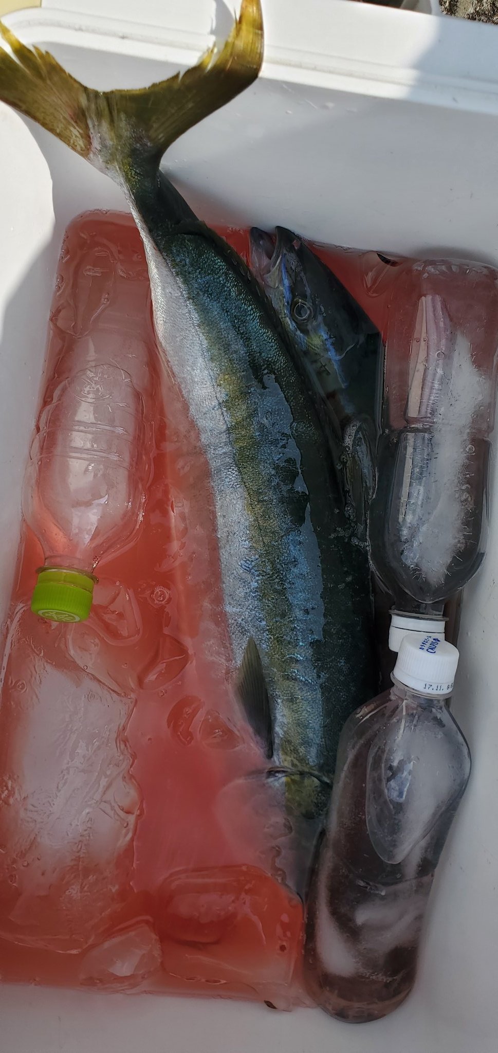 黒潮渡船 天気 東5 7m S 晴れ 水温 26 4 潮流 下り 1 0 1 3kt 釣果 池田バエ グレ25 30cm 3尾 紋スマ 55cm カイワリ 35cm 3尾 低場 ハマチ 60cm デコボコ グレ 30cm 3尾 T Co Znbkz5m4mv Twitter