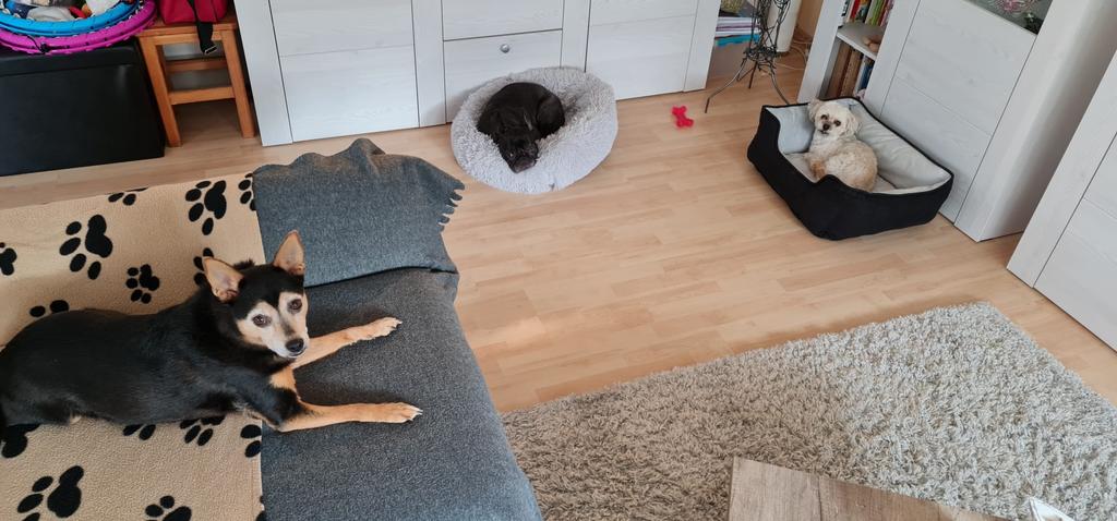 SemlerBrigitte's tweet photo. GuMo Twitties.Habt einen schönen Samstag.                
Wir waren alle draußen, haben 1 klitzekleines Leckerchen bekommen u chillen jetzt.
Grüße 
Greta,Holli u unsere Freundin Candy,die zur Zeit hier ist(Mama i Klinik)
#Twitterrudel
#KnuddelRabauken
#dogsforfuture
#SGE
#Adler https://t.co/3DKNXovnGa
