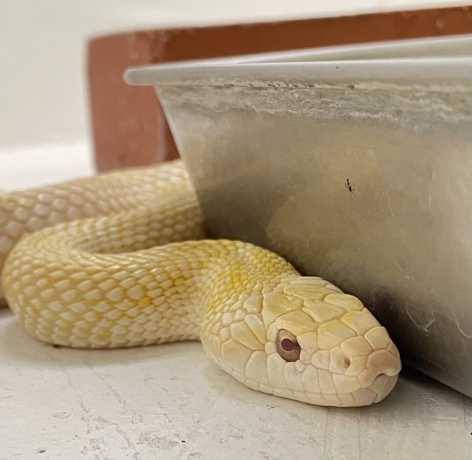 上野動物園 公式 岩国のシロヘビ が脱皮しました 脱皮直後の 脱いだ皮は ぷにぷにぺたぺた な感触です 目の部分にもしっかり鱗 うろこ がありますね Zooむあっぷ観察 Uenozooニュース 飼育係からの撮りたて画像 T Co Pgxq79mapl
