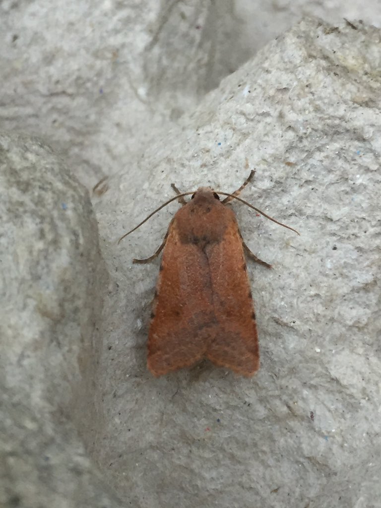 David Eaton (@eatondavid53) on Twitter photo Just a little bit of colour in the trap last night. MDJ, Barred sallow, Light emerald and I think a Chestnut?<a href="/MothIDUK/">UK Moth Identification</a> Just a little bit of colour in the trap last night. MDJ, Barred sallow, Light emerald and I think a Chestnut?<a href="/MothIDUK/">UK Moth Identification</a>